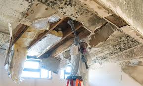 Best Attic Mold Removal in Springville, NY